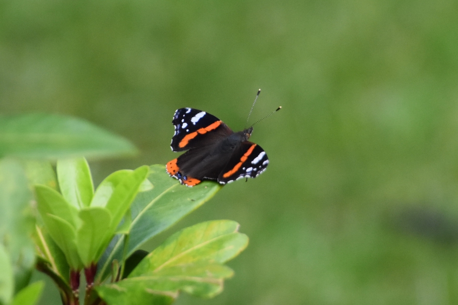 Atalanta - Geleedpotigen - 