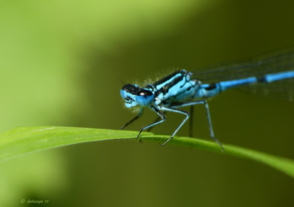 Azuurwaterjuffer - Geleedpotigen - 