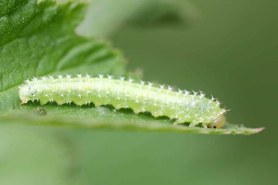 bladwesp -onzekere periclista piosa- - Geleedpotigen - 