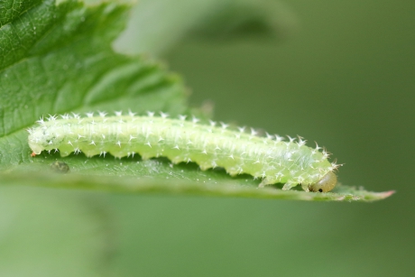 bladwesp -onzekere periclista piosa-