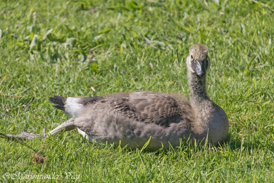 Ballerina - Vogels - Canadese ganzen