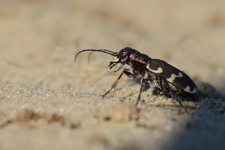 bastaardzandloopkever