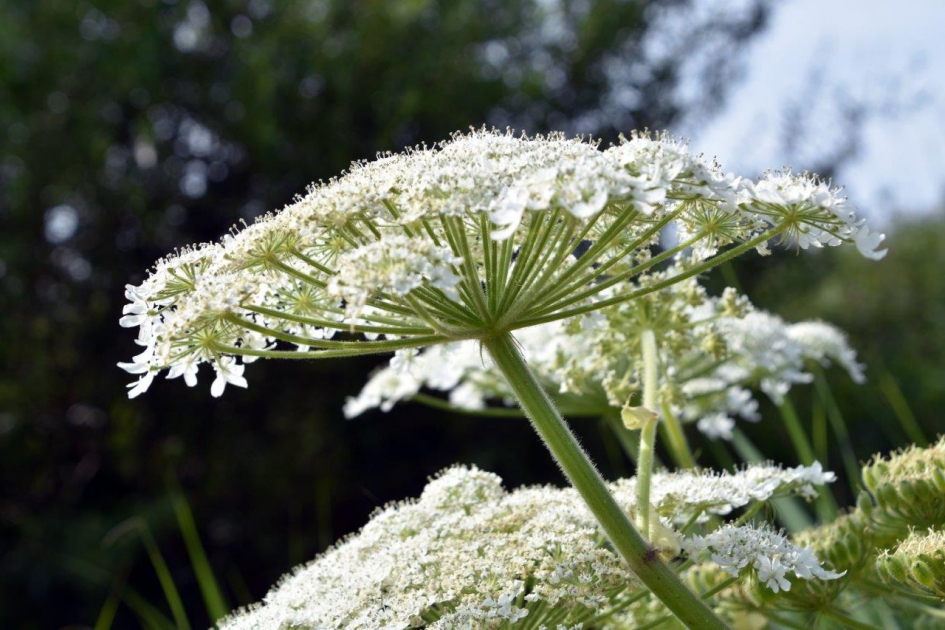 Berenklauw - Planten - 