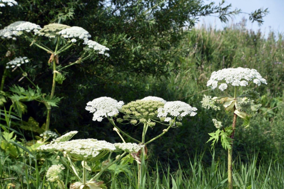 Berenklauwen - Planten - 