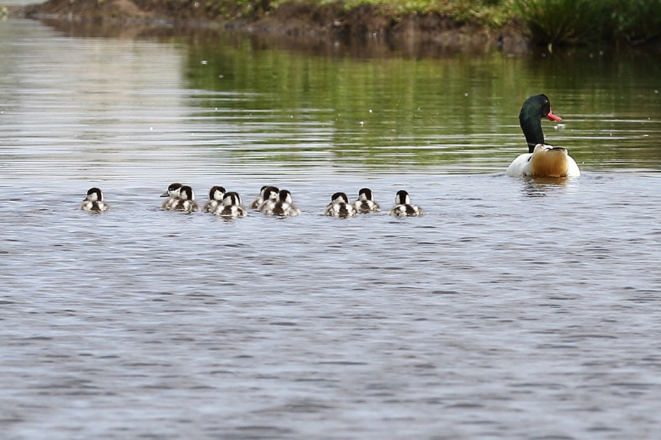 bergeendjes 11 x plus moeder - Vogels - 