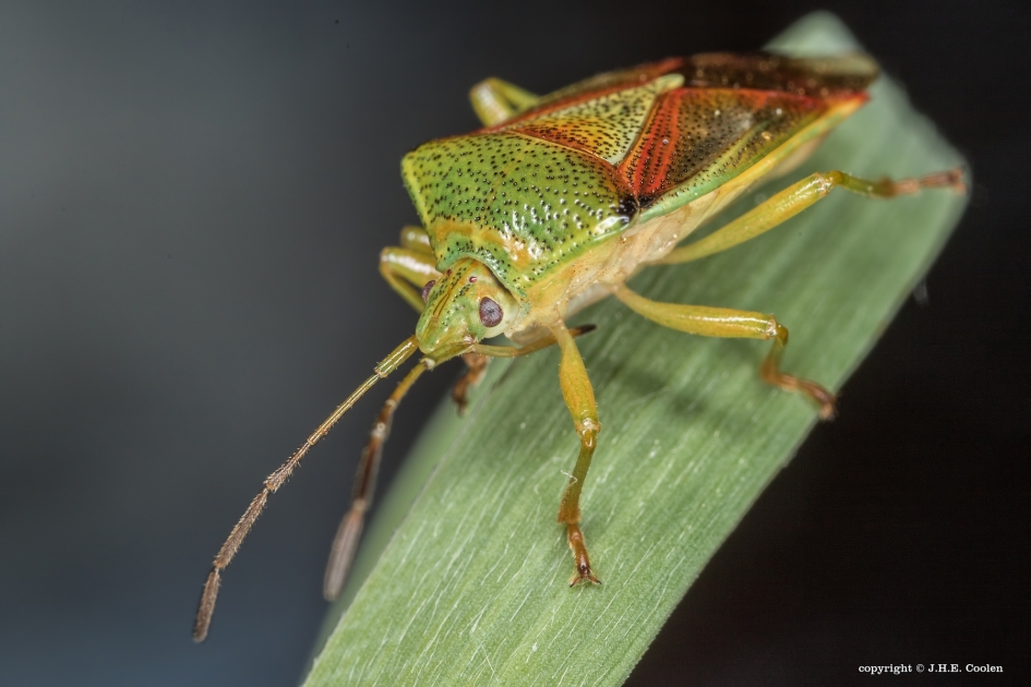 Berkenkielwants - Geleedpotigen - Berkenkielwants