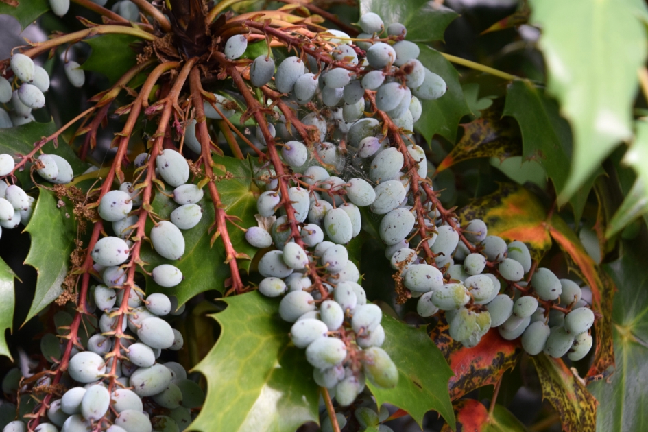 Bessen van de Mahonia - Planten - 