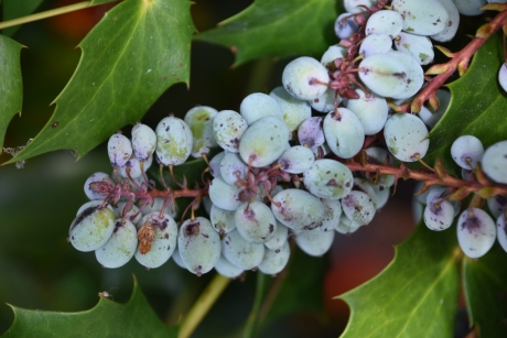 Bessen van de mahonia