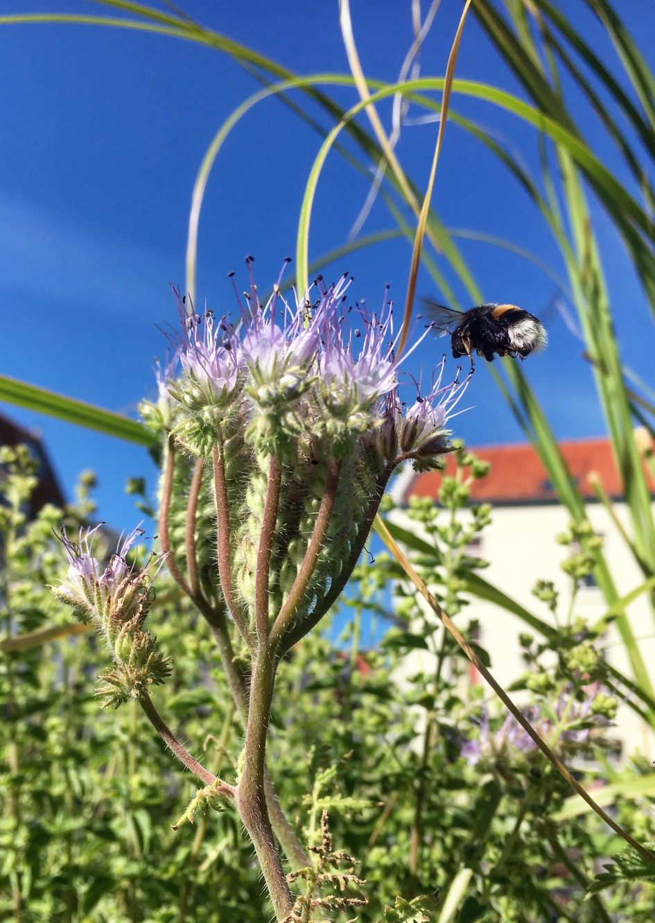 Bezige hommel - Geleedpotigen - Hommel