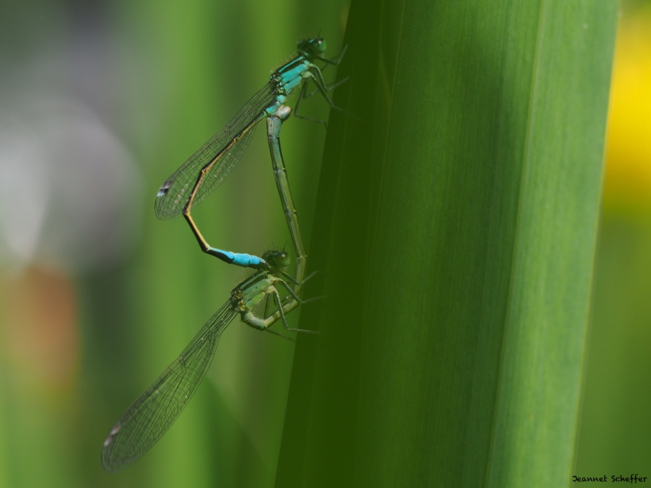 Bij de vijver - Geleedpotigen - Waterjuffer