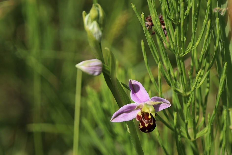 Bijenorchis - Planten - 