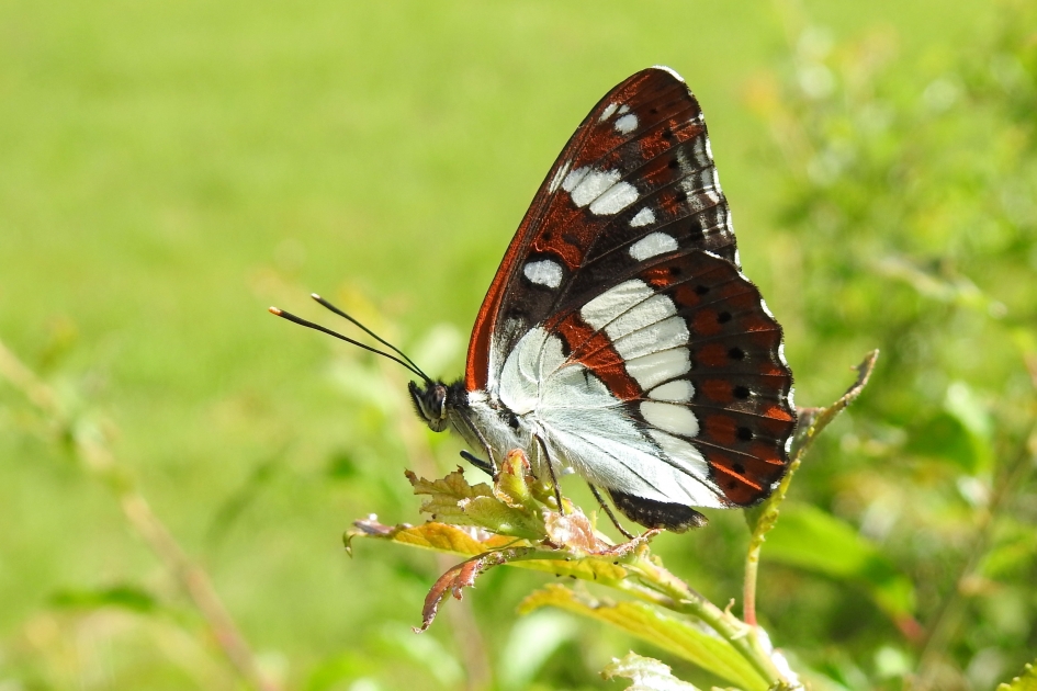 Bijzondere ontmoeting - Geleedpotigen - Blauwe IJsvogelvlinder