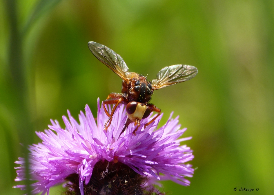 Blaaskopvlieg - Geleedpotigen - 