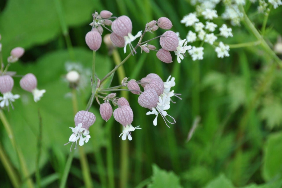 Blaassilene - Planten - 