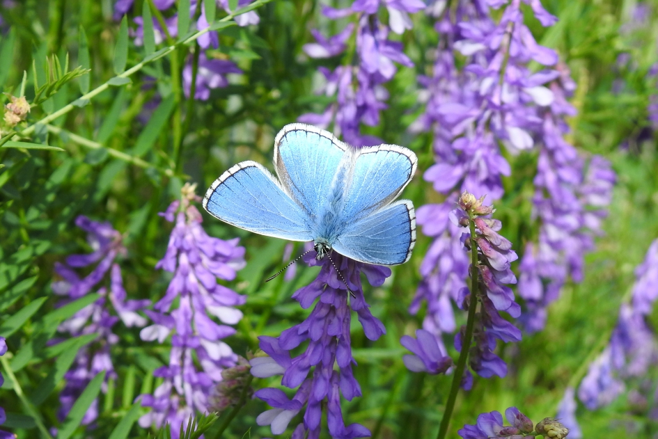 Blauwe beauty - Geleedpotigen - Icarusblauwtje