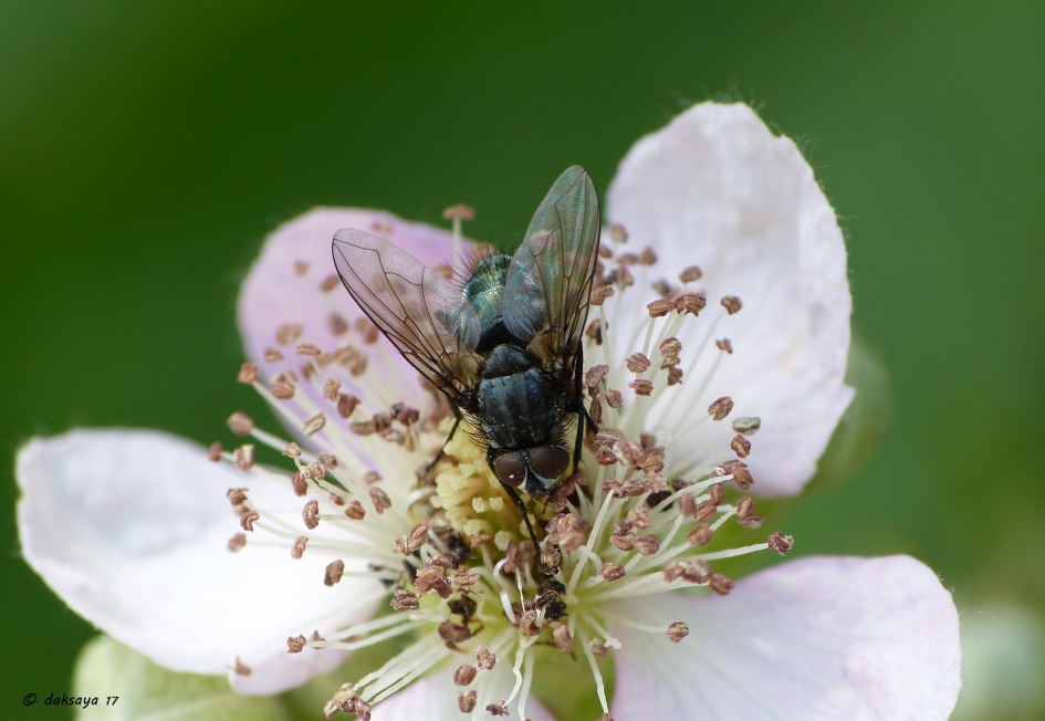 Blauwe bromvlieg - Geleedpotigen - 