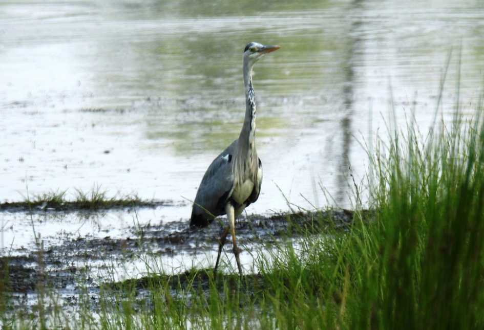 Blauwe reiger stapt rustig door - Vogels - Blauwe reiger