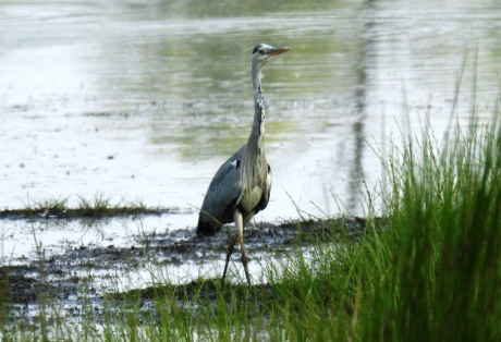 Blauwe reiger stapt rustig door