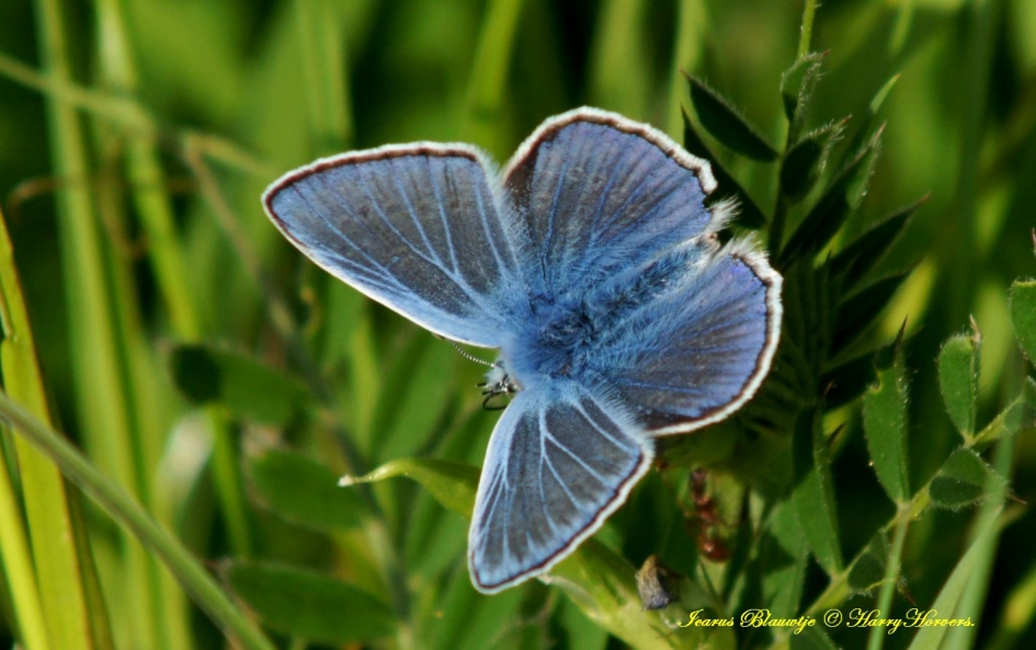Blauwtje - Geleedpotigen - 