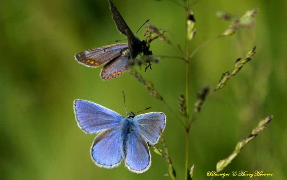 Blauwtjes - Geleedpotigen - 
