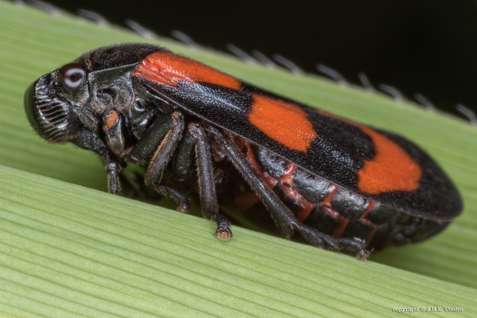 Bloedcicade - Geleedpotigen - Bloedcicade