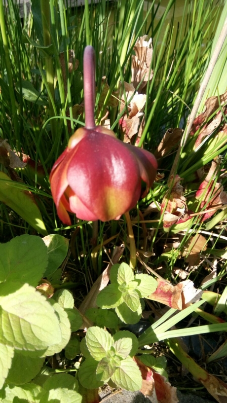 Bloem vleesetende plant