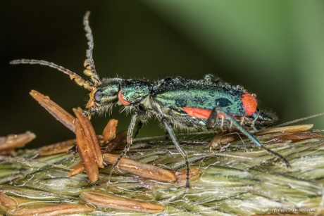 Bloemweekschildkever