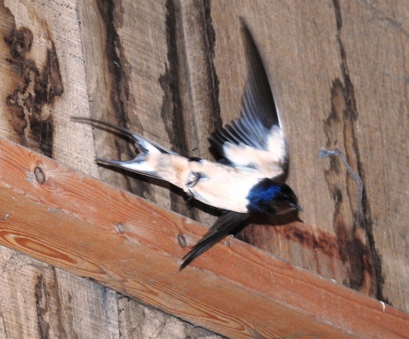 Boerenzwaluw vliegt de schuur in naar het nest in de nok.