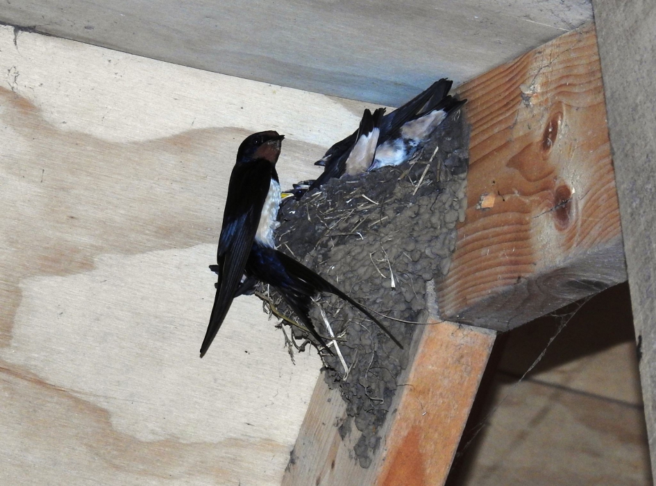 Boerenzwaluw voert de grote jongen in de nok van de schuur - Vogels - Boerenzwaluw