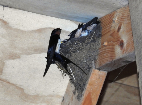 Boerenzwaluw voert de grote jongen in de nok van de schuur