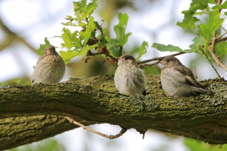 Bonte Vliegenvangertjes