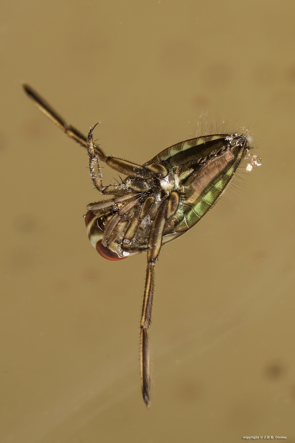 Bootsmannetje - Geleedpotigen - Bootsmannetje