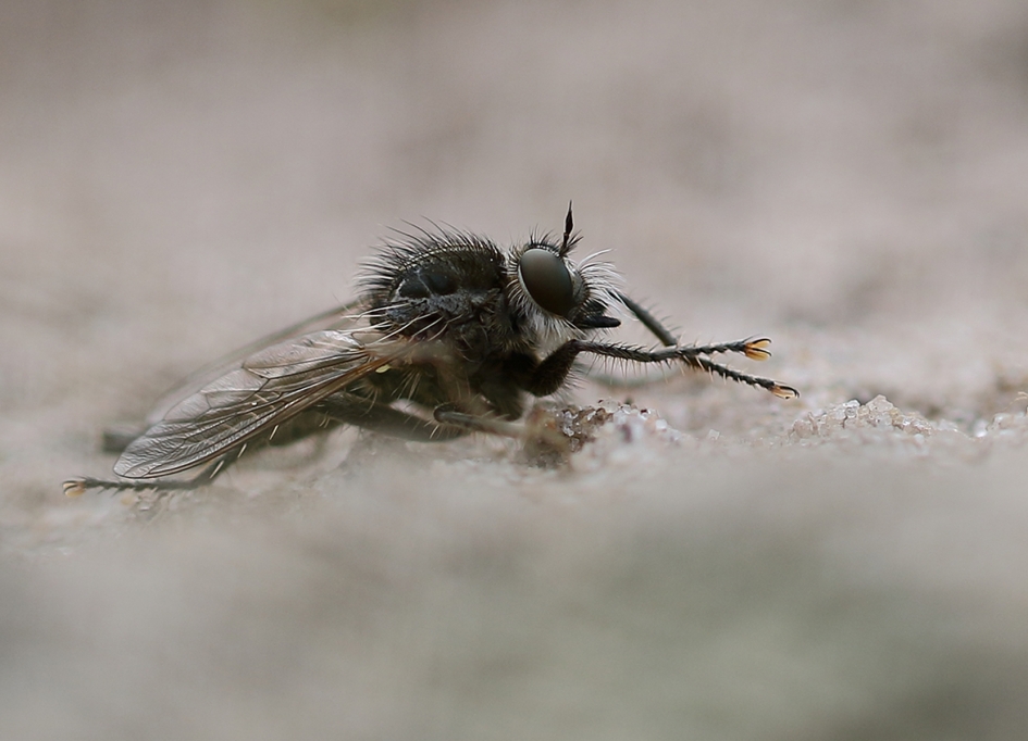 borstelroofvlieg -v- - Geleedpotigen - 