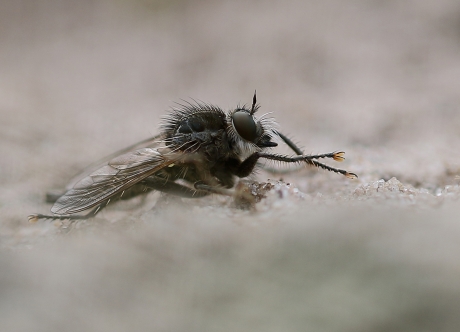 borstelroofvlieg -v-