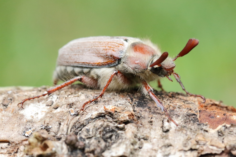 bosmeikever - Geleedpotigen - 