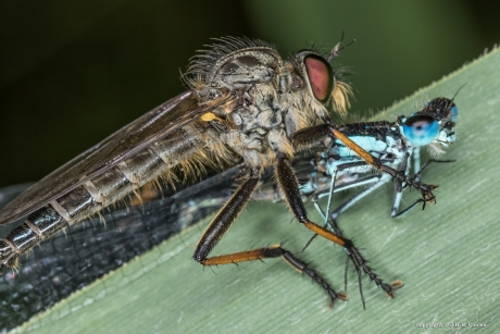 Bosrandroofvlieg....