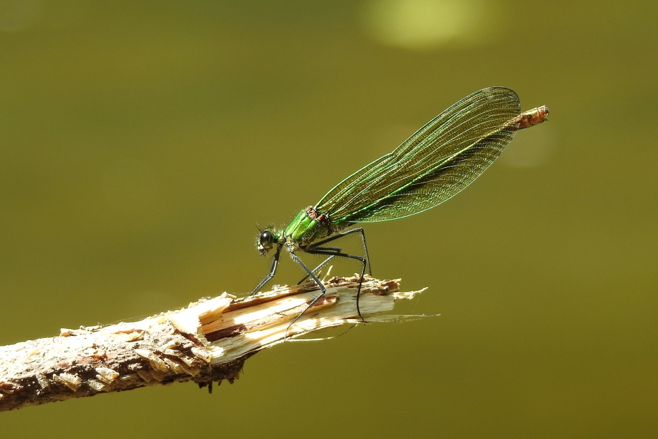 Boven het water - Geleedpotigen - Weidebeekjuffer