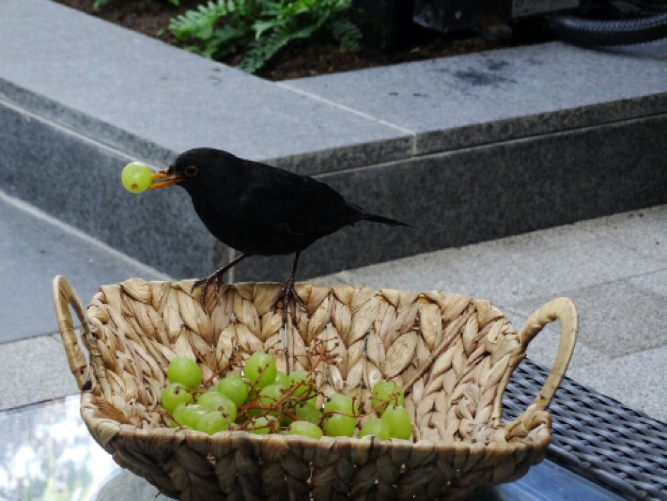 brutaaltje - Vogels - 