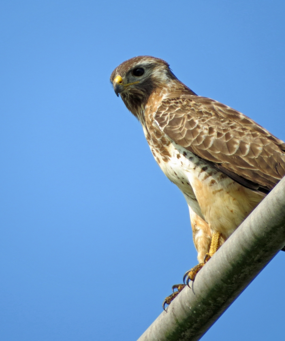 Buizerd - Vogels - 