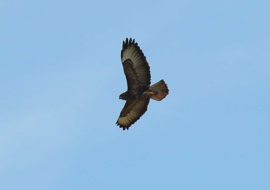 Buizerd op zoek naar prooi - Vogels - Buizerd