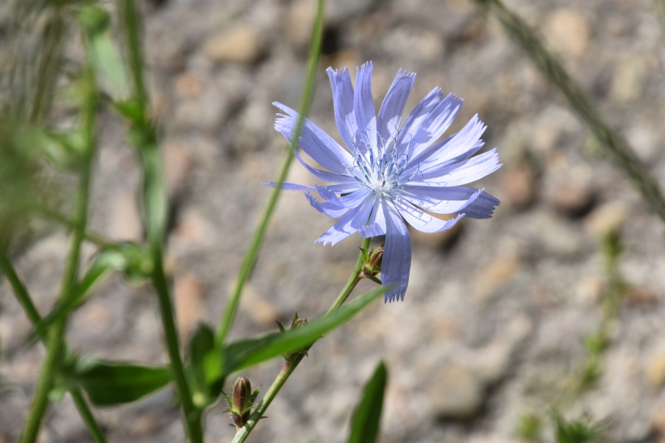 Cichorei - Planten - 