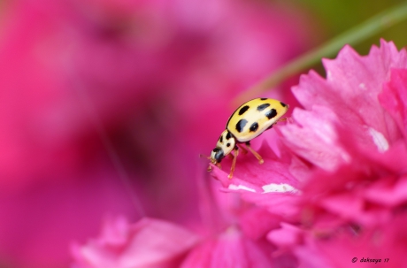 Citroenlieveheersbeestje