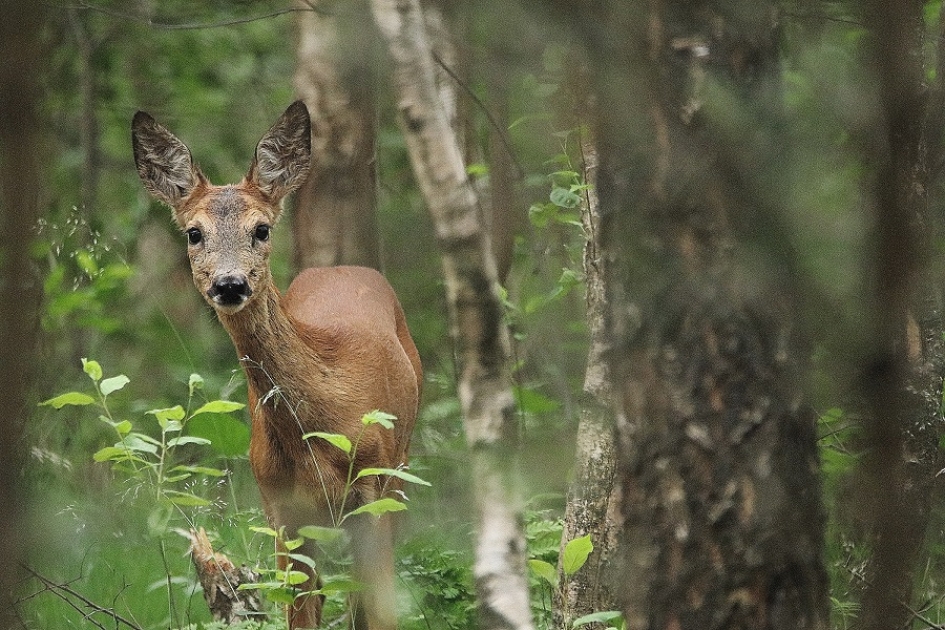 Daar staan we dan, recht tegenover elkaar ! - Zoogdieren - 
