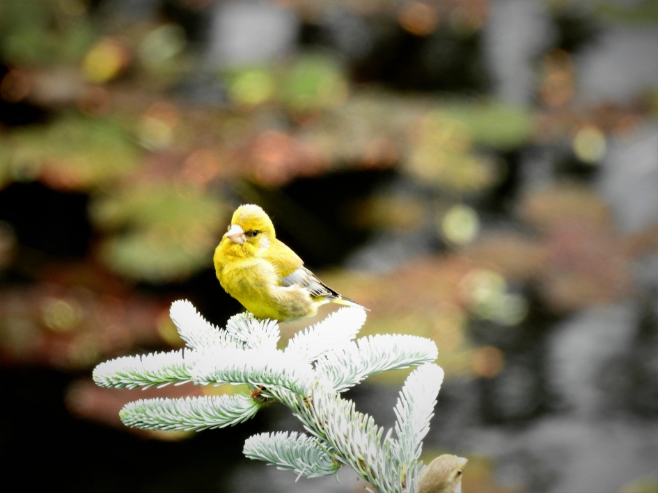 Daarwilje hem graag hebben - Vogels - Groenling