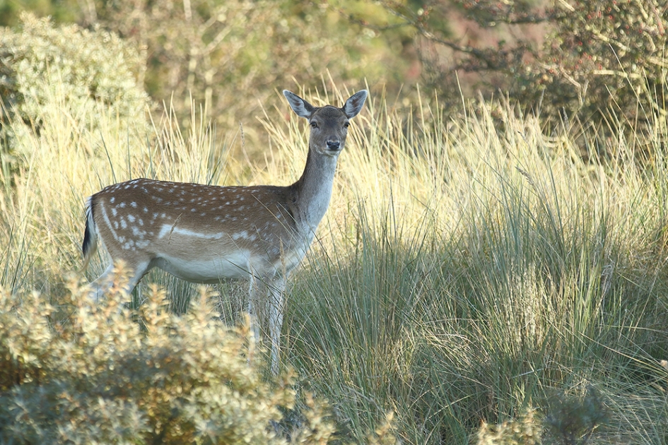 damhert -v- - Zoogdieren - 