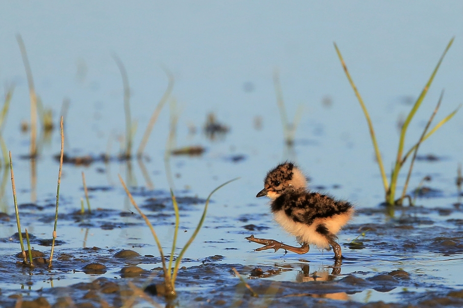 Dapper - Vogels - Kievit