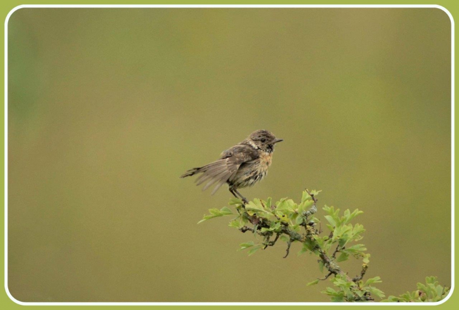 De juiste tak - Vogels - Roodborst tapuit