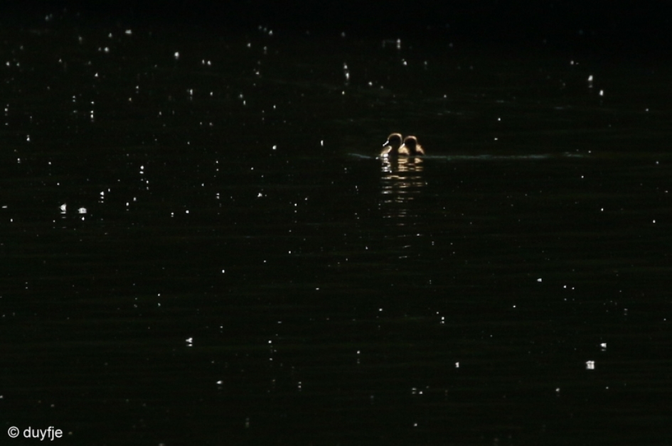 de wijde wereld in - Vogels - Eend