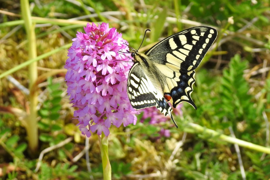 Deftige dame - Geleedpotigen - Koninginnenpage