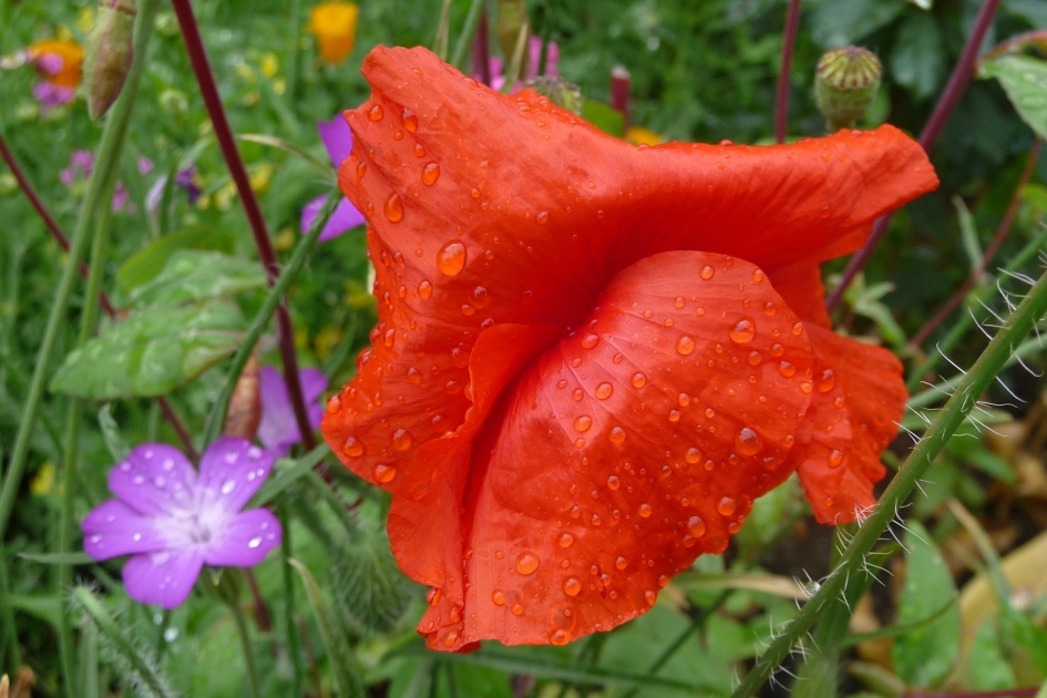 Dichtgeklapt - Planten - 